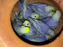 Pair or male female avaible on good price