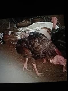 Turkey Birds