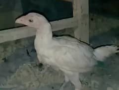 3 white heraa chicks for sale age 4months  3000 per piece