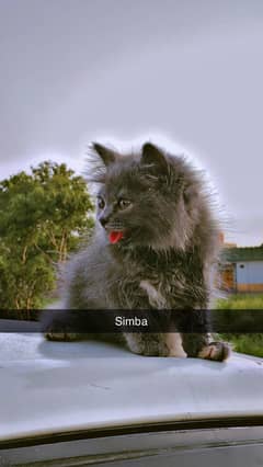 Gray persion breed And Golden Female