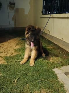 German shepherd male