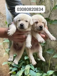 labrador
