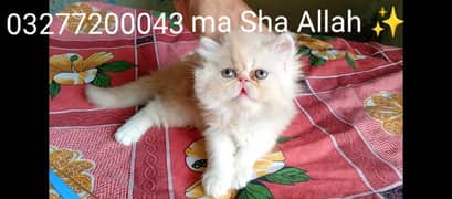 CFA bloodline pure pershion Peki face Tripple coated kitten