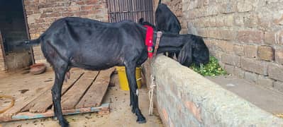 2 betal goats for sale