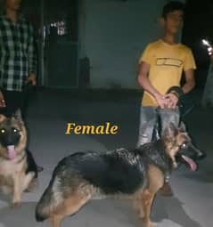 GSD