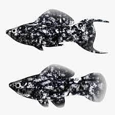 Dalmatian molly adult and baby