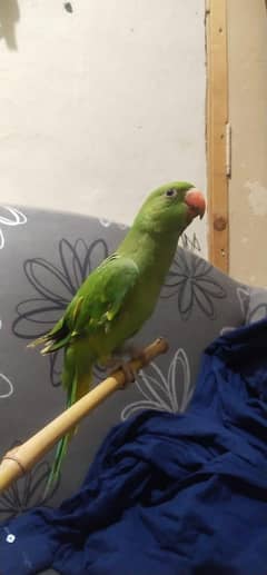 Male olive green ringneck handtame