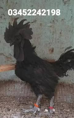 ayaam cemani black tounge