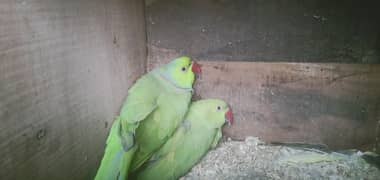 Parrot for sale