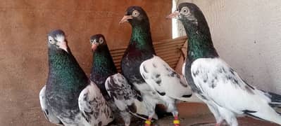 2 no pair laga huwa Han full fanl paris 15000  Han  dono jory