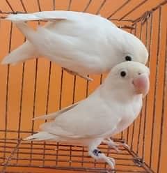 Lovebirds