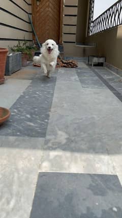 russian dog age 9 months