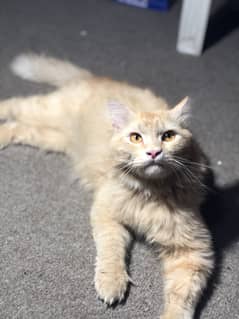 Persian