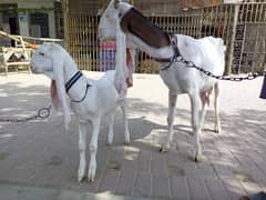 4 dant gulabi bakri
