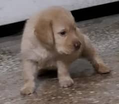 labrador