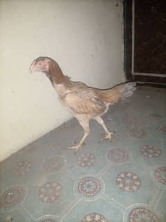 pure pama barmi hen available 2 years old