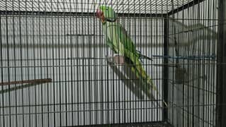Raw breeder talking pair