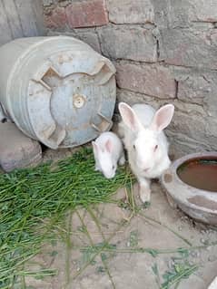 rabbits for sale