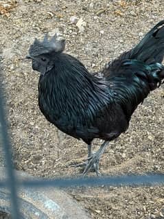 Ayam cemani Roster And Hens & Fertile Egg Available