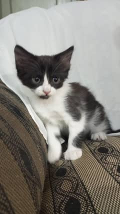 Persian kitten