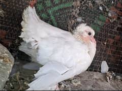 American Self Chick, Sentiment Chicks, Archangel Black Copper Chicks