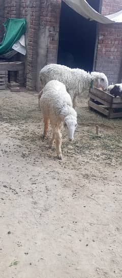 two sheeps