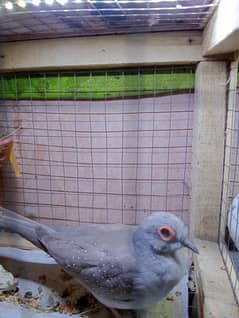 China  diamond dove