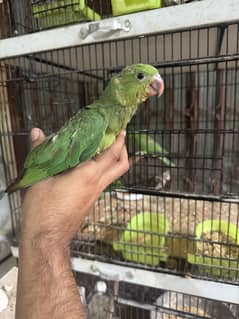 Handtame