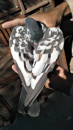 For Sale Breeder pair or 8 Gulier Phatty