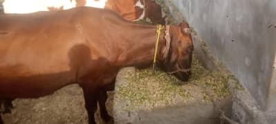 Cow