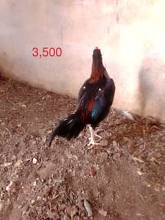 cocktail, murga, murgi and two cages available
