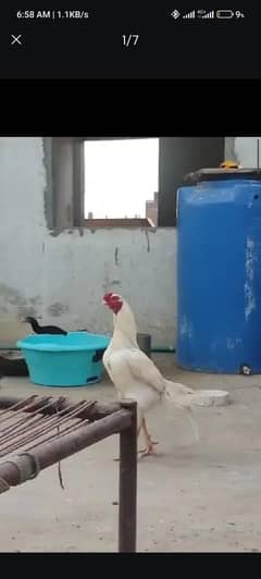Aseel Heera, Full black Maadi and 8 chicks