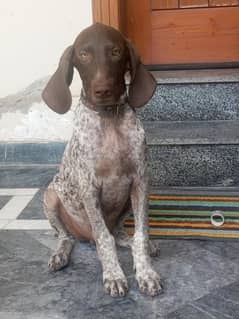 German Shepherd Pointer