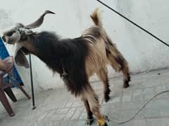 Dunda