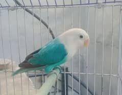 Breeder pair for sale hai . . . sipltino +parblue