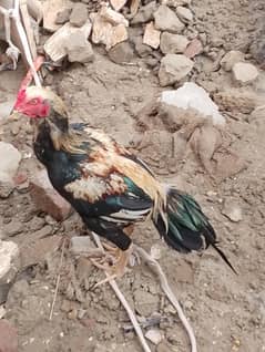 aseel Sindhi jawa