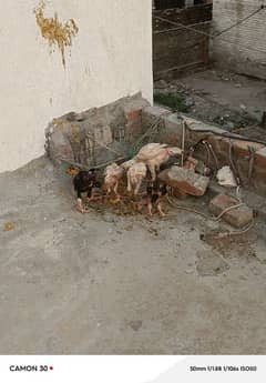 4 mahiny k bachy b h Mary pass jiss ko chahiye woi rabta kry