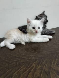 Persian