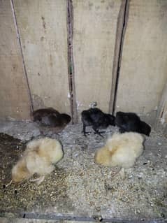 ayam cemani and golden buff chicks, and pigeon pair and 2nd hand cages