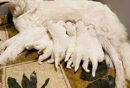 Swiss White German Shepherd Long Haired Breeder imported Pair