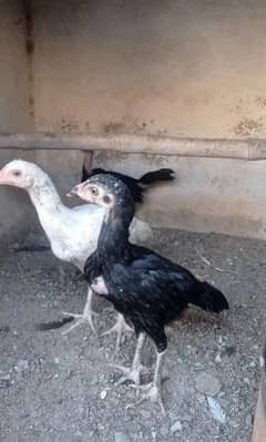 Aseel chicks or patha