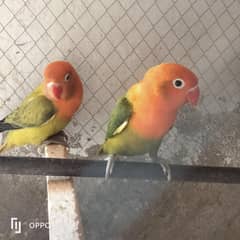 parrots