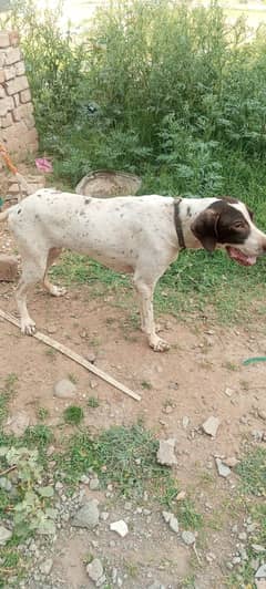 pointer