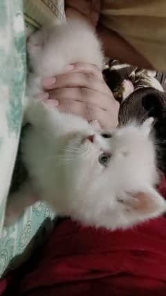 Persian male kitten