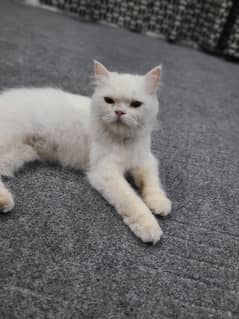 White Persian cat for sale