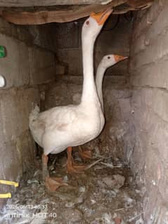 Gose Pair Long Neck Duck