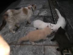 3 months kitten 