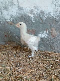 Bantam Chicks