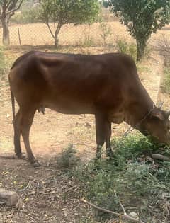cow
