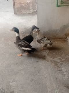 1 male 2 female egg b deti hn